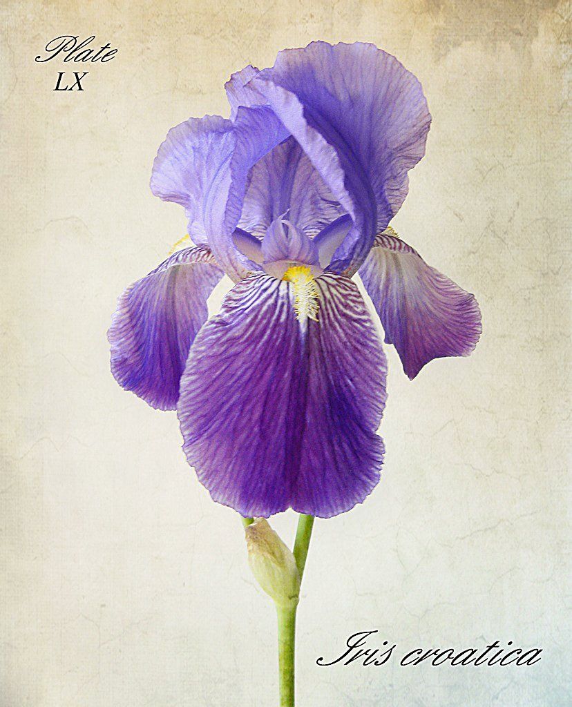 828x1024 Iris Croatica