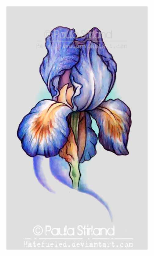 504x840 Best Iris Tattoos Design And Ideas