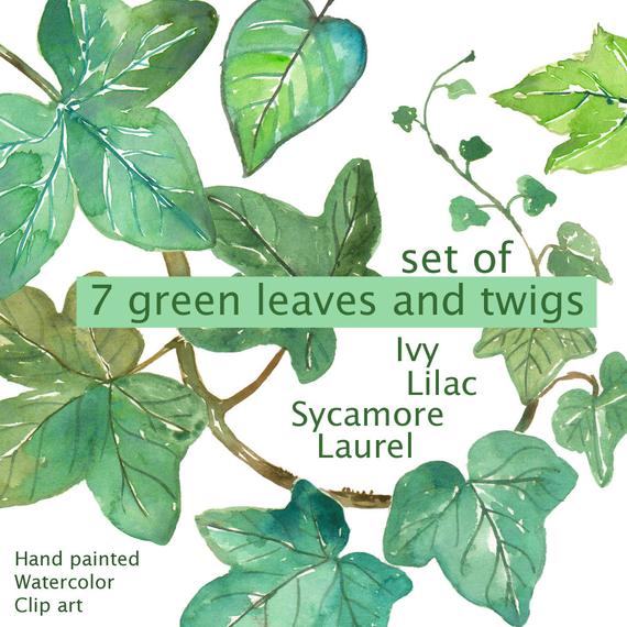 570x570 Ivy Leaves Sycamore Leaves Laurel Lilac Tree Leaf Leaves Etsy