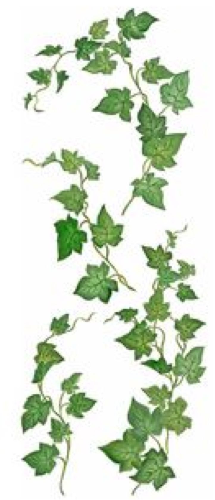 722x1674 The Ivy Basket Home Education Watercolor And Leaves