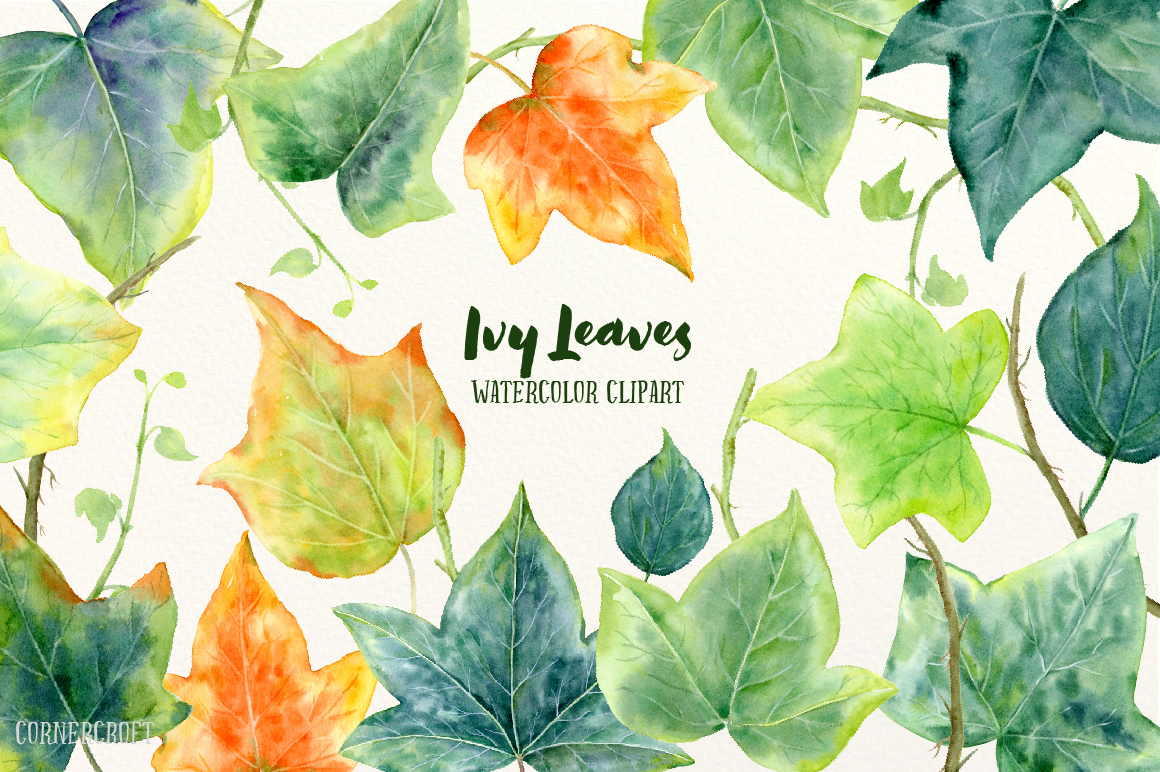 1160x772 Watercolor Ivy Leaf Illustration By Cornercroft