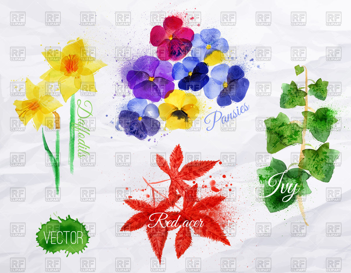 1200x932 Watercolor Flowers Set Daffodils, Pansies, Ivy, Red Acer Vector