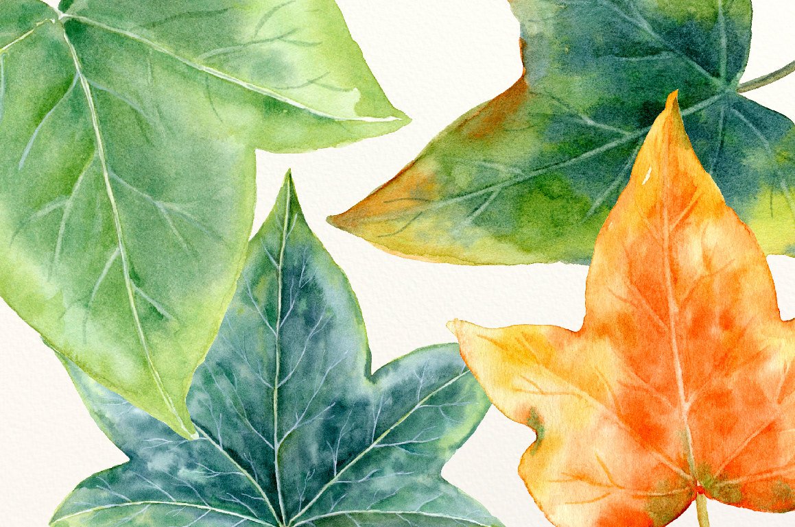 1159x769 Watercolor Ivy Leaves Illustration, Green Leaves For Instant