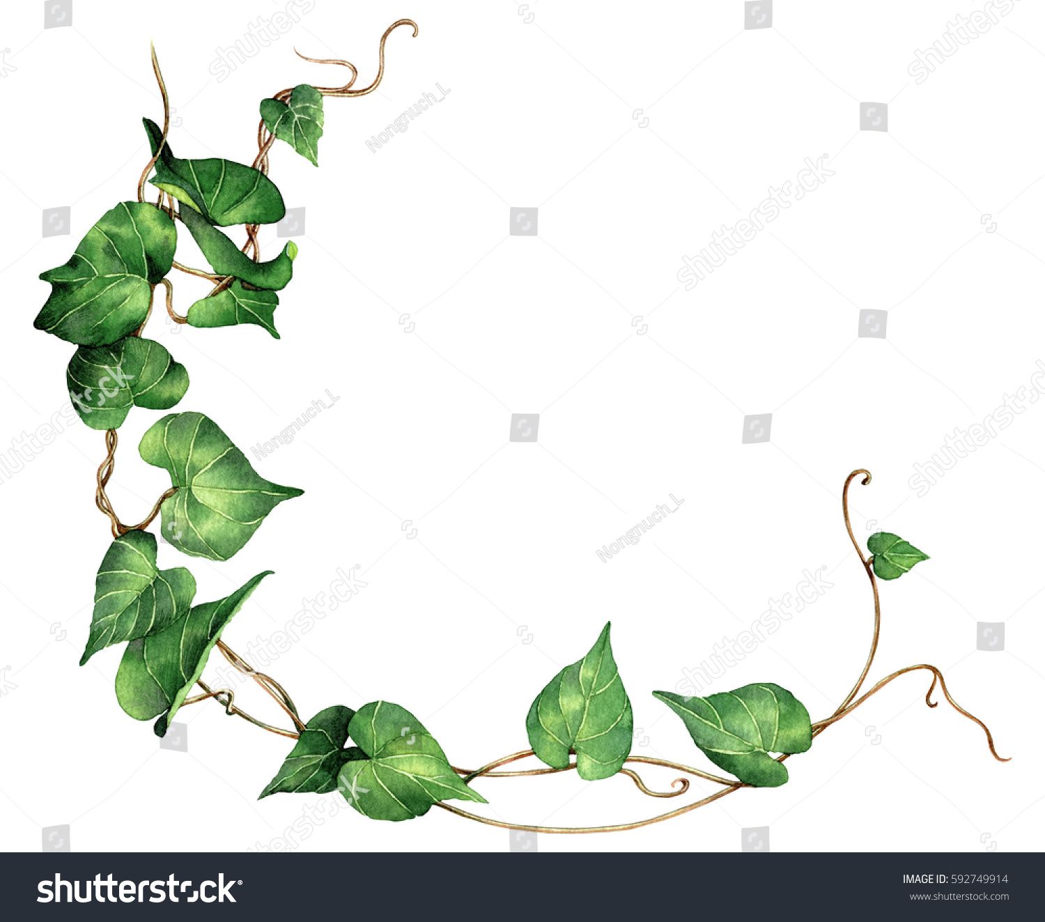 1500x1323 Watercolor Painting Green Leave Ivy Isolated On White Background