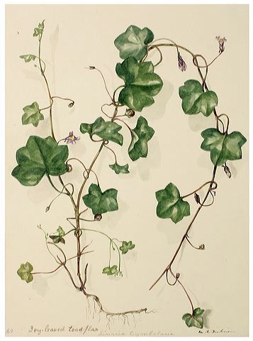 357x480 Watercolour Of Ivy, By M R Dickinson, Circa 1848. Ivy In 2018