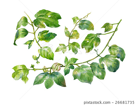 450x343 Watercolor Painting Of Leaves On White Background