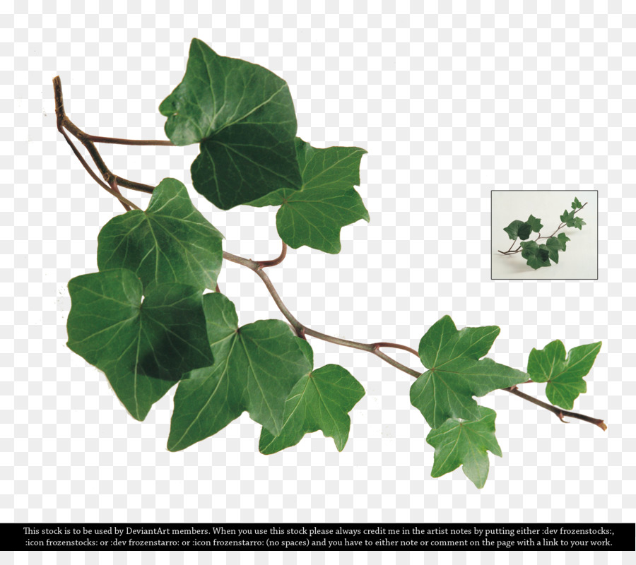 900x800 Common Ivy Leaf Plant Branch