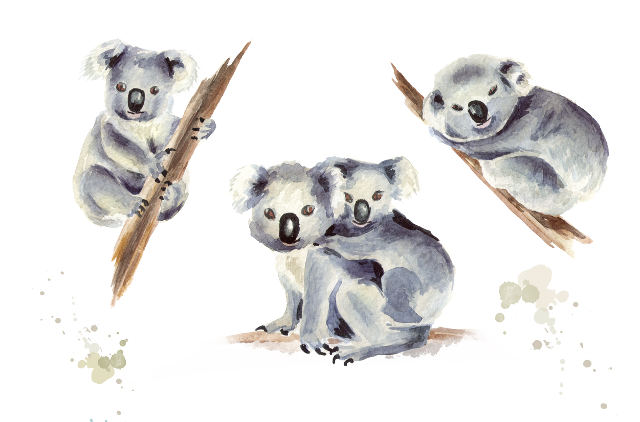 1251x826 Koala. Watercolor Collection