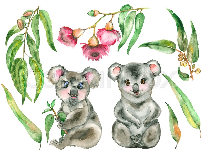 800x611 Watercolor Koala Set. Two Koala Bear And The Eucalyptus Branches