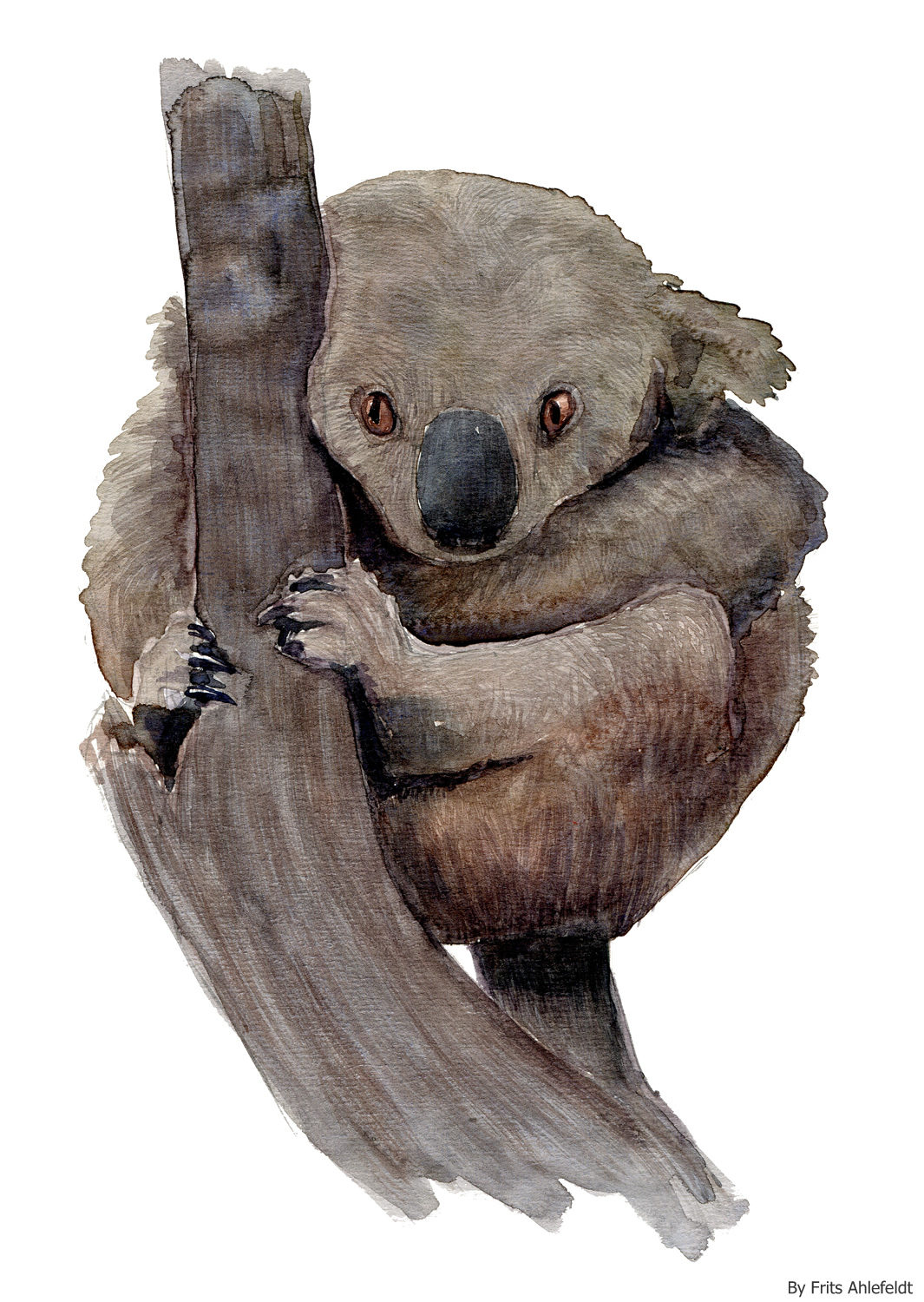 1065x1500 Watercolor Koala Bear The Hiking Artist Project By Frits Ahlefeldt