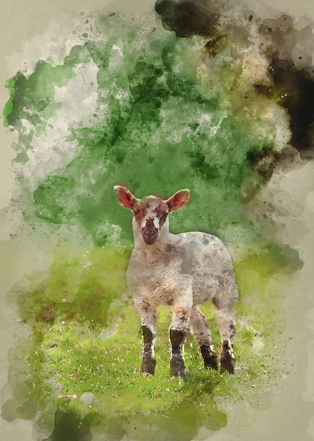 642x900 Watercolour Painting Of Spring Lamb In Spring Rural Farm Landsca