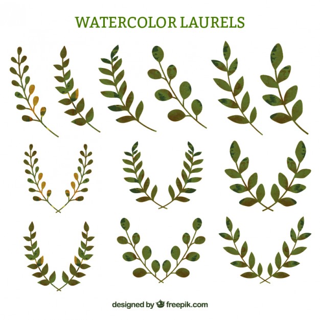 626x626 Watercolor Laurel Sprigs Vector Free Download