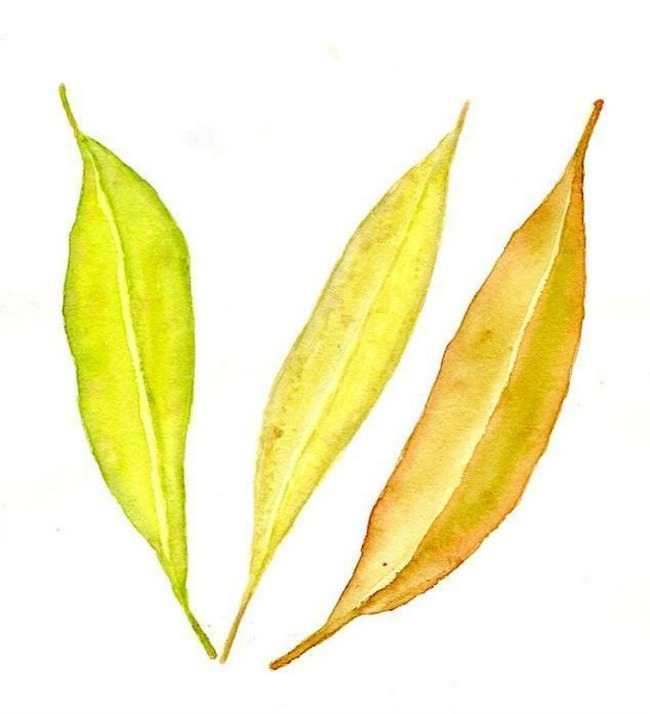 650x714 Fall Painting Ideas 6 Subjects For Autumn Watercolor