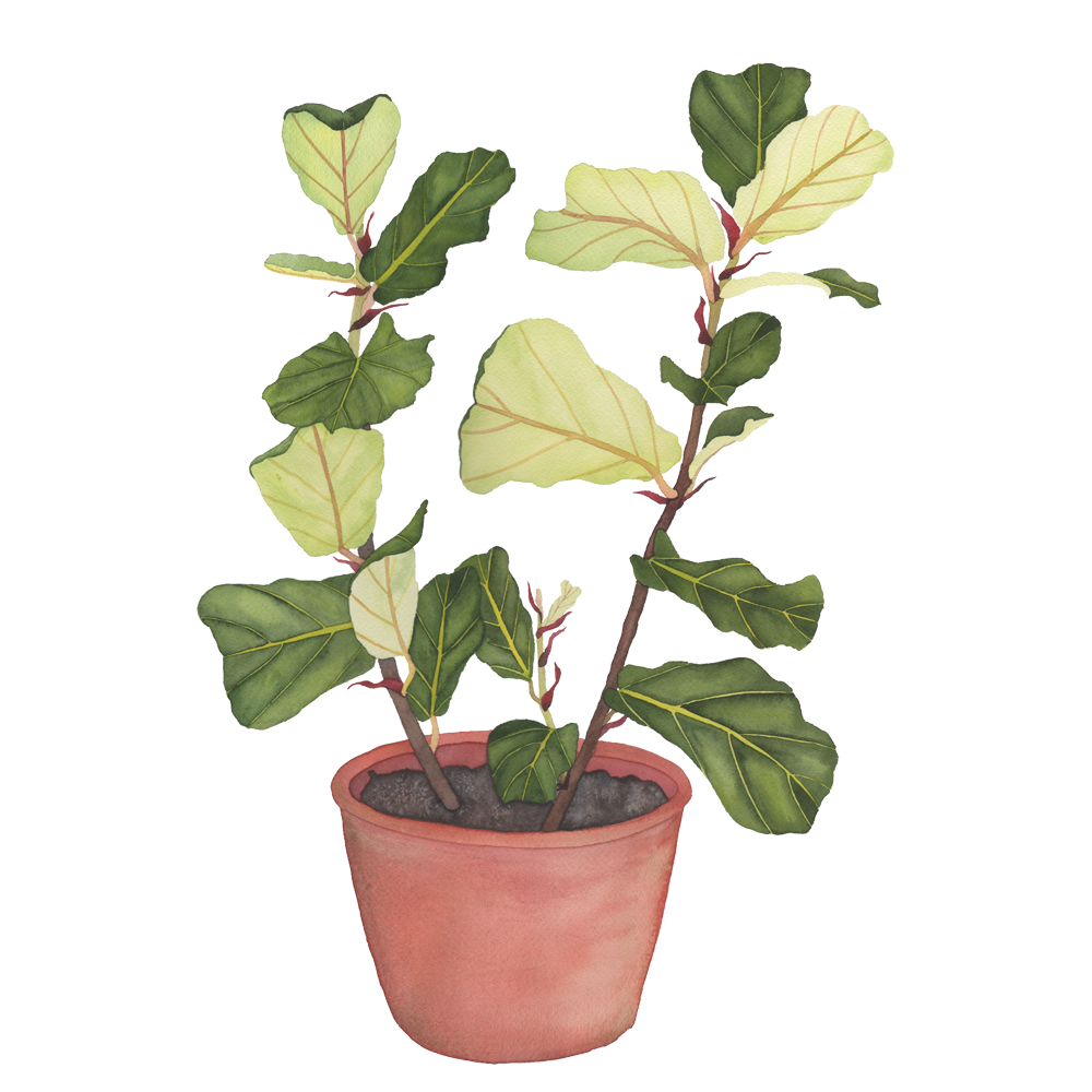 1000x1000 Fiddle Leaf Fig Watercolor Painting My Giant Strawberry