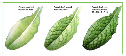 531x237 How To Paint Leaves In Watercolour