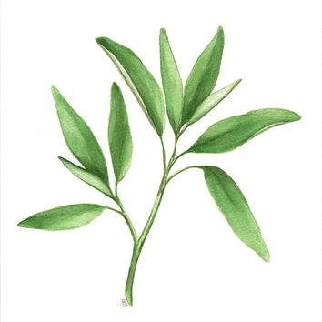 354x354 Sage Herb Art, Original Watercolor From Abfoleyartworks On Etsy