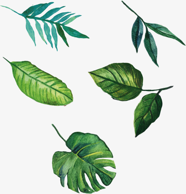 650x680 Vector Hand Painted Leaves, Vector, Hand Painted, Watercolor