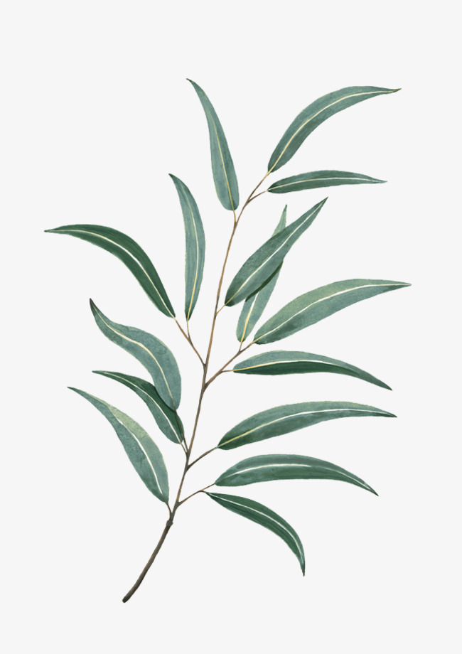 650x920 Watercolor Leaves, Watercolor Clipart, Plant Material, Watercolor