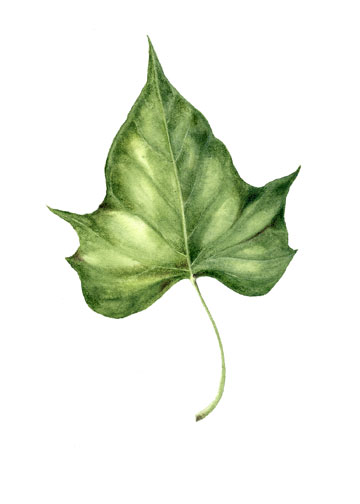 360x504 Day 5 Botanical Leaf Painting Challenge