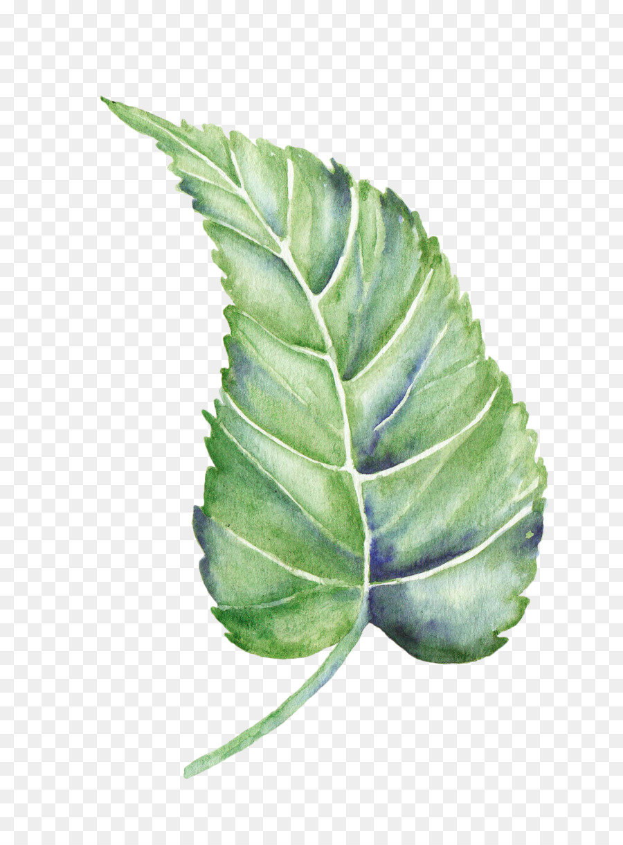 900x1220 Download Leaf Watercolor Painting Shape Plant Leaves