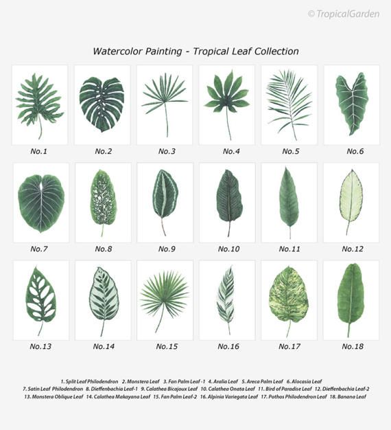 570x626 Tropical Leaf Print Set