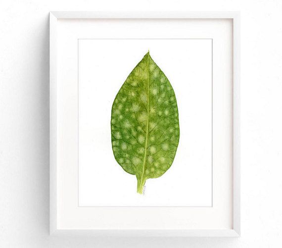 570x501 Watercolor Leaf Print, Botanical Illustration, Modern Minimalist