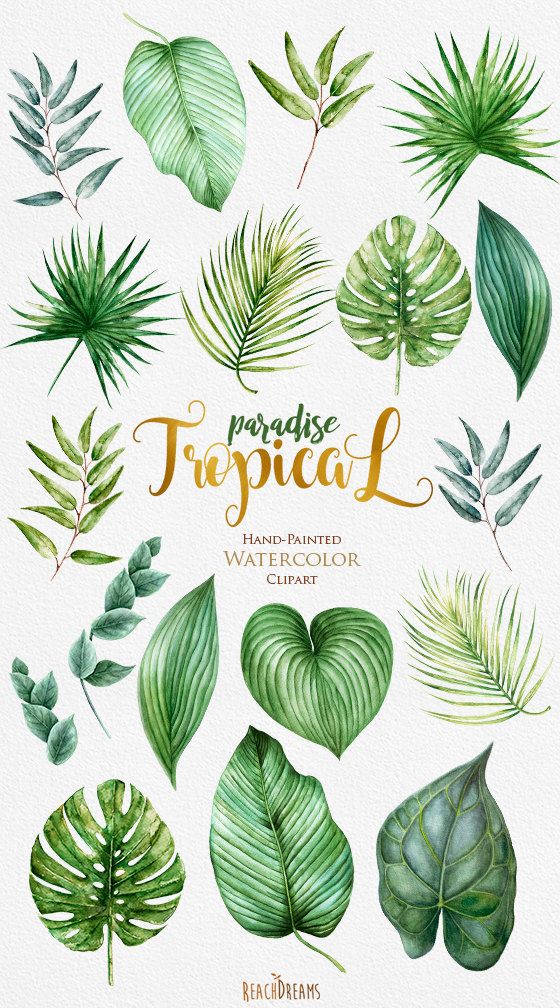 560x1008 Leaves Clipart Watercolor