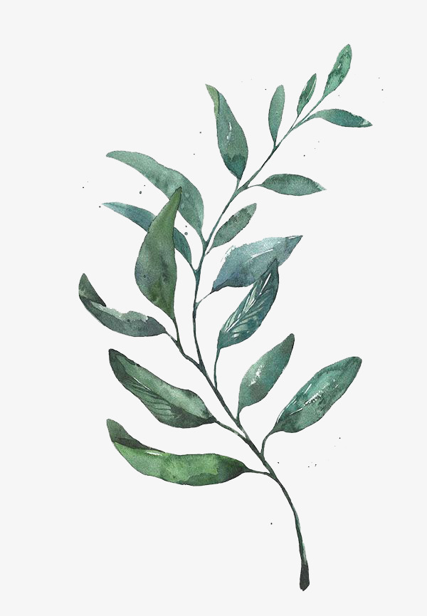 600x865 Watercolor Leaves, Watercolor Clipart, Leaf, Green Leaf Png Image