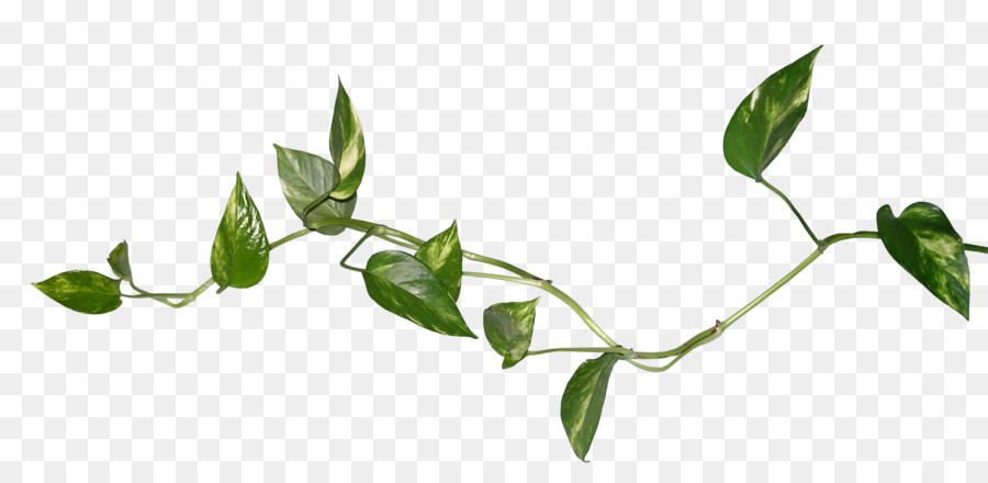 900x440 Blog Leaf Desktop Wallpaper Clip Art