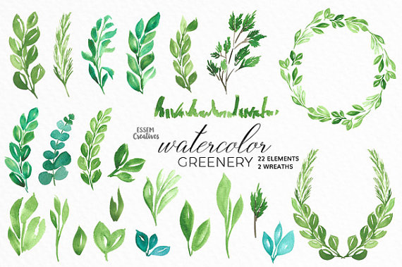 570x379 Watercolor Leaves Clipart, Leaf Wreath, Green Branch, Eucalyptus