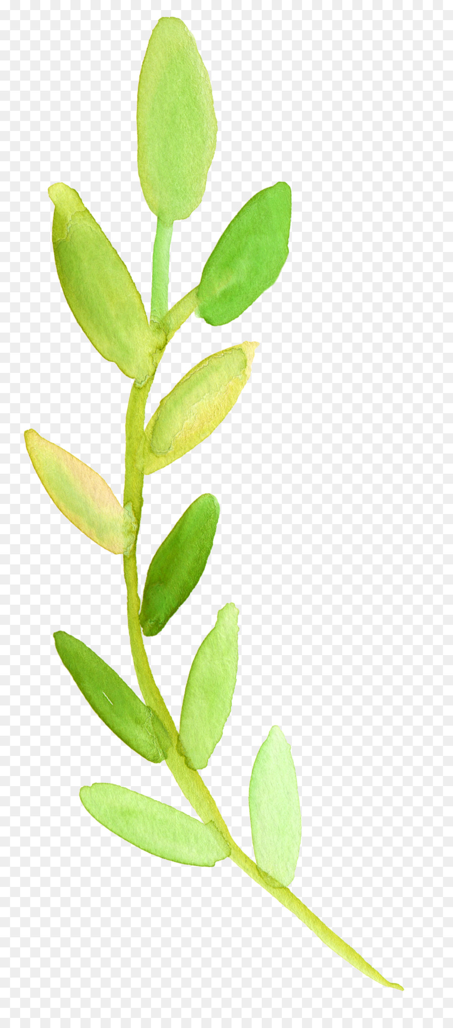 900x2040 Watercolor Painting Transparent Watercolor Plant Stem Leaf Clip