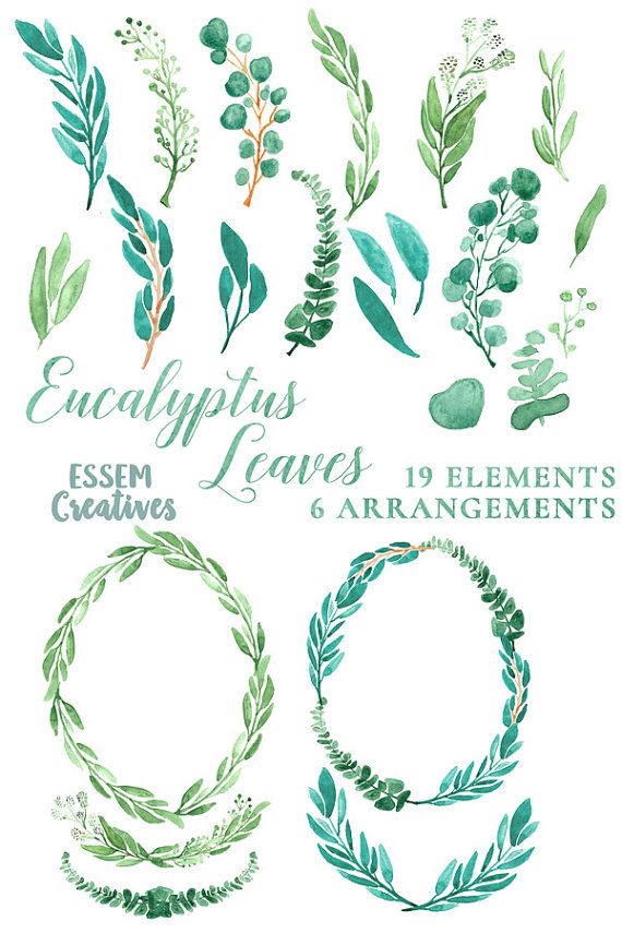570x855 Eucalyptus Watercolor Leaves Clipart, Leaf Wreath, Green Branch