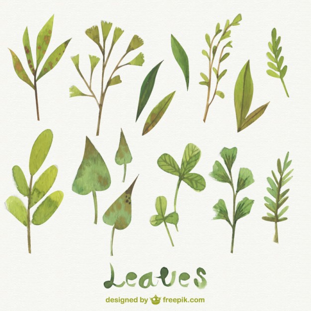 626x626 Watercolor Leaves Pack Vector Premium Download