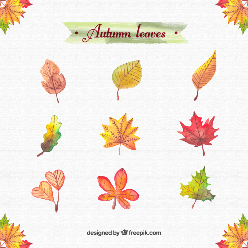 800x800 Free Watercolor Leaves And Flowers On Behance