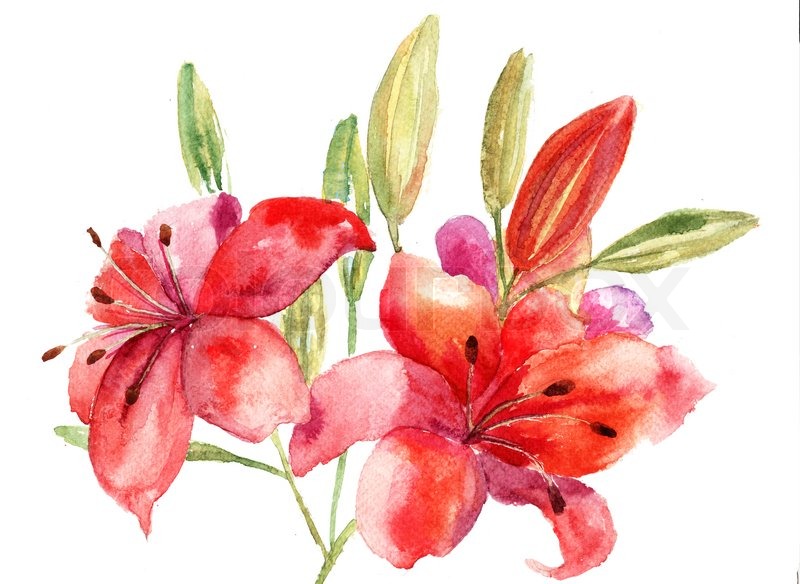 Watercolor Lily