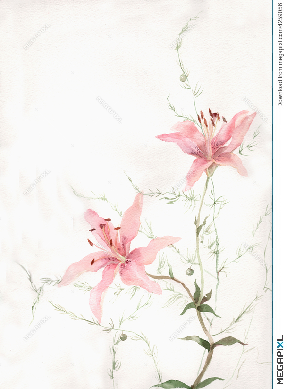 591x800 Pink Lily Flowers Watercolor Painting Illustration 4259056
