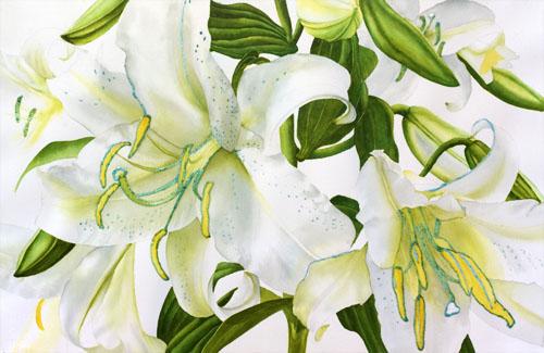 500x325 Watercolor Painting Demonstration Of Casa Blanca Lilies Floral