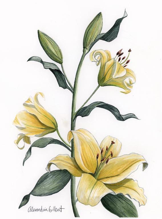 568x768 Yellow Stargazer Lily Watercolor Fine Art Print Of A