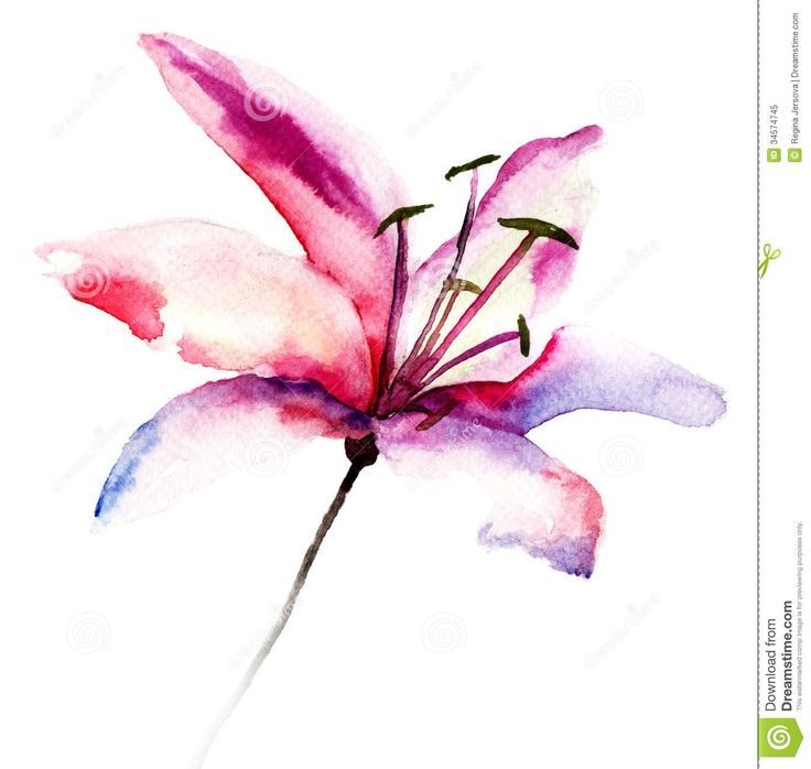 736x698 Abstract Watercolour Lily