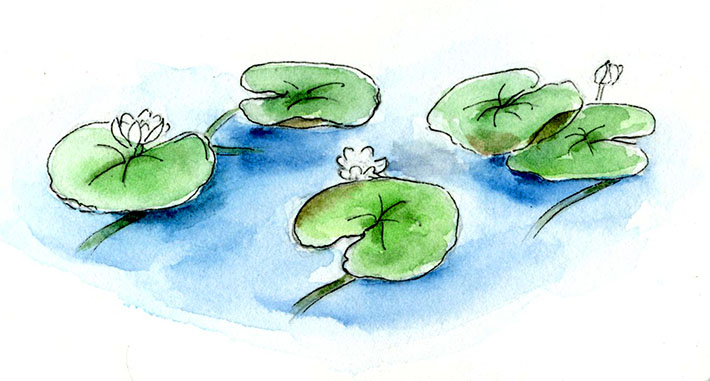 710x381 How To Draw And Paint Lovely Lily Pads