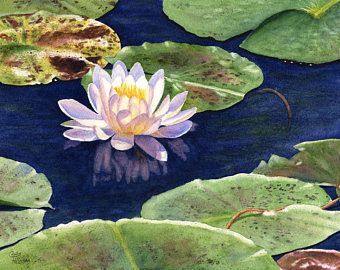 340x270 Image Result For Watercolor Lily Pad On Light Blue Water Tatoo