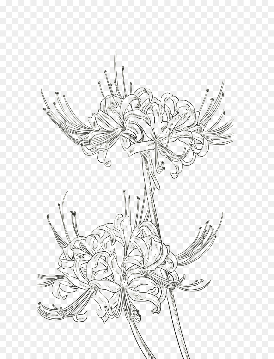 900x1180 Red Spider Lily Drawing Watercolor Painting Illustration