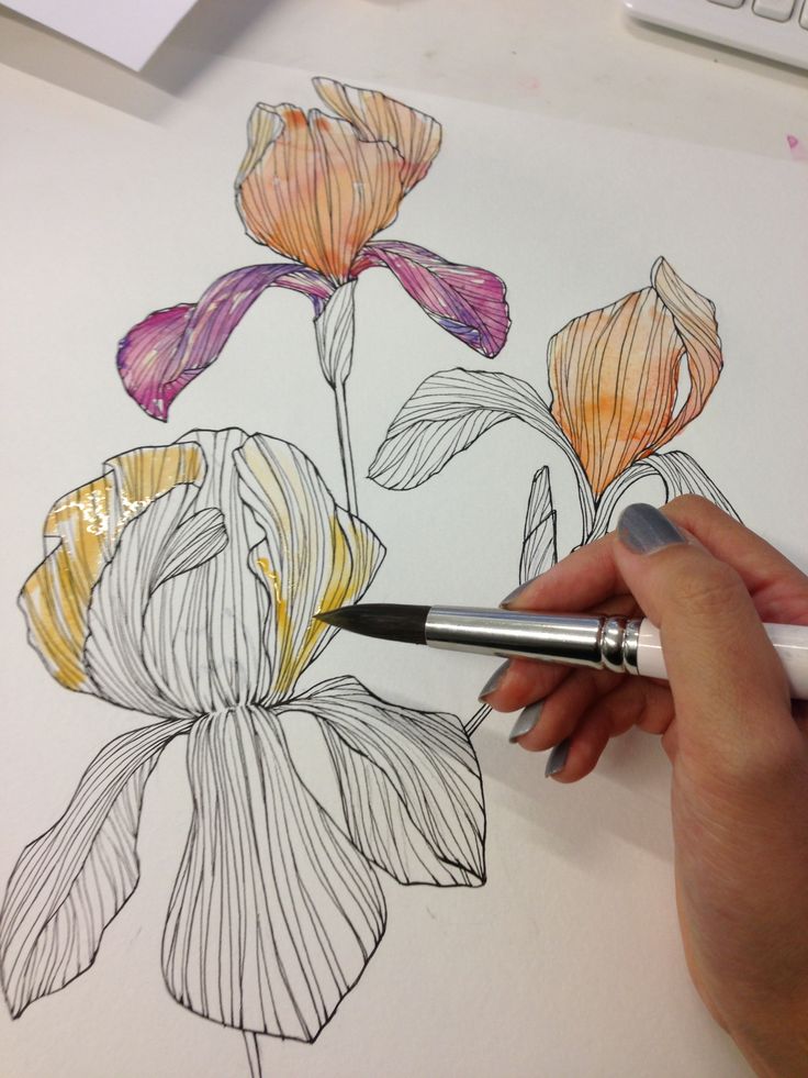 736x981 Gallery Line Drawings For Watercolor,