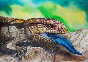 300x212 Eastern Blue Tongued Lizard Original Reptile Watercolor Painting
