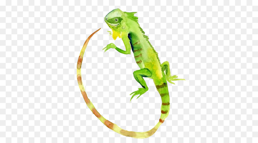 900x500 Lizard Watercolour Flowers Green Iguana Reptile Watercolor