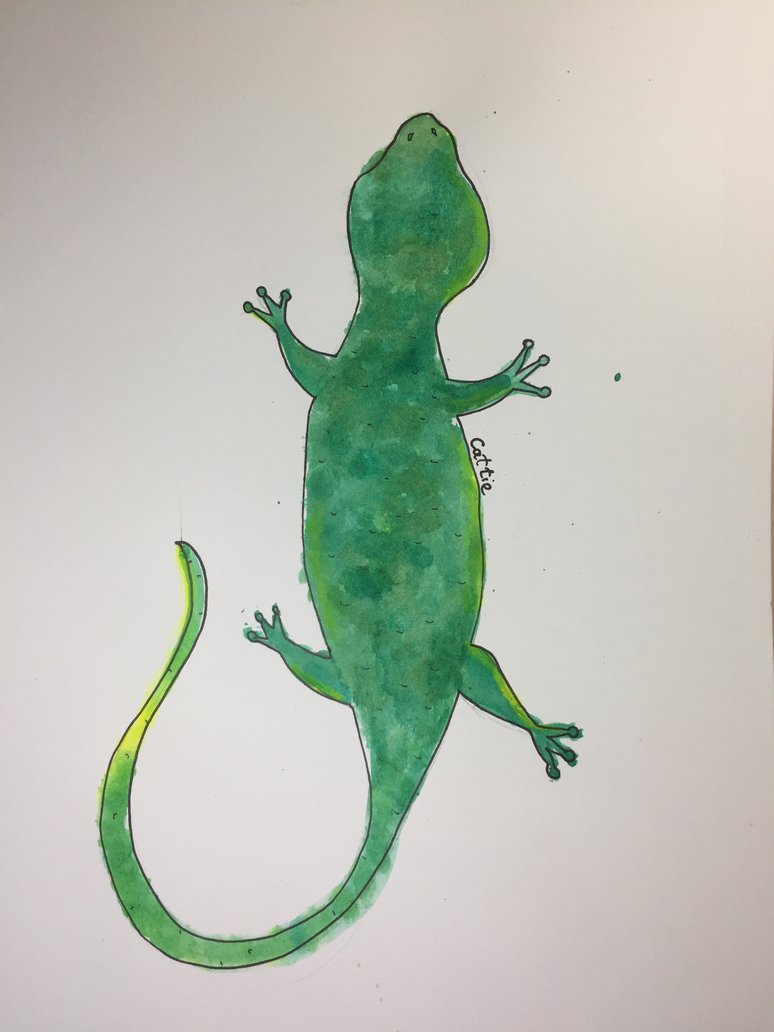 774x1032 Watercolor Lizard By Cattiediy