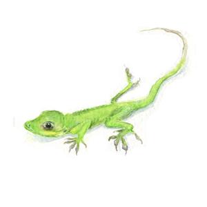 300x300 Watercolor Gecko, Gecko Print, Green Gecko Print, Green Lizard