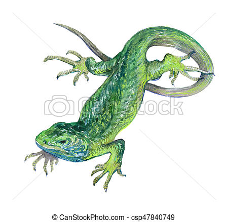 450x439 Watercolor Single Lizard Animal Isolated On A White Background