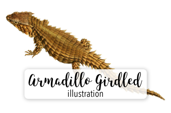 580x384 Armadillo Girdled Lizard Watercolor Graphic By Enliven Designs
