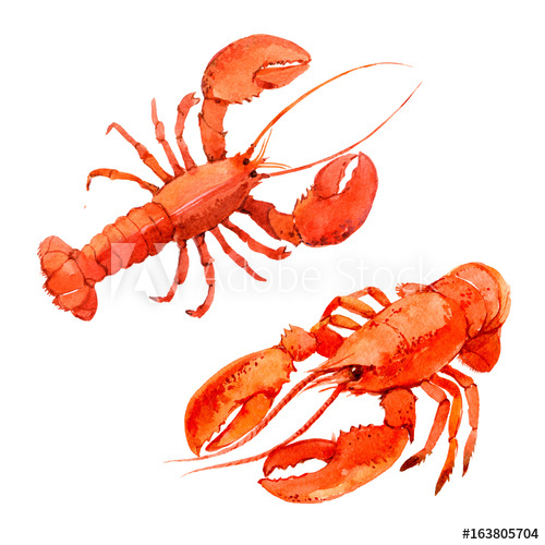 500x500 Lobsters Isolated On White Background, Watercolor Illustration